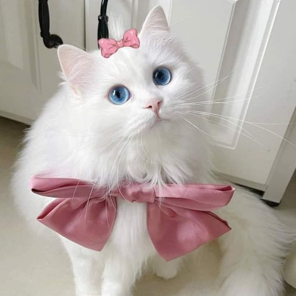 Lady Ana