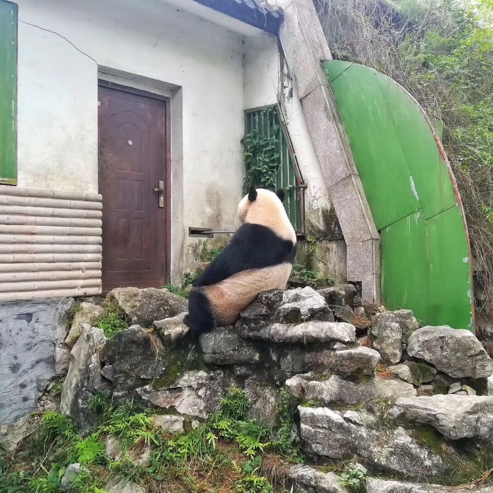 Ling-Dong Shi