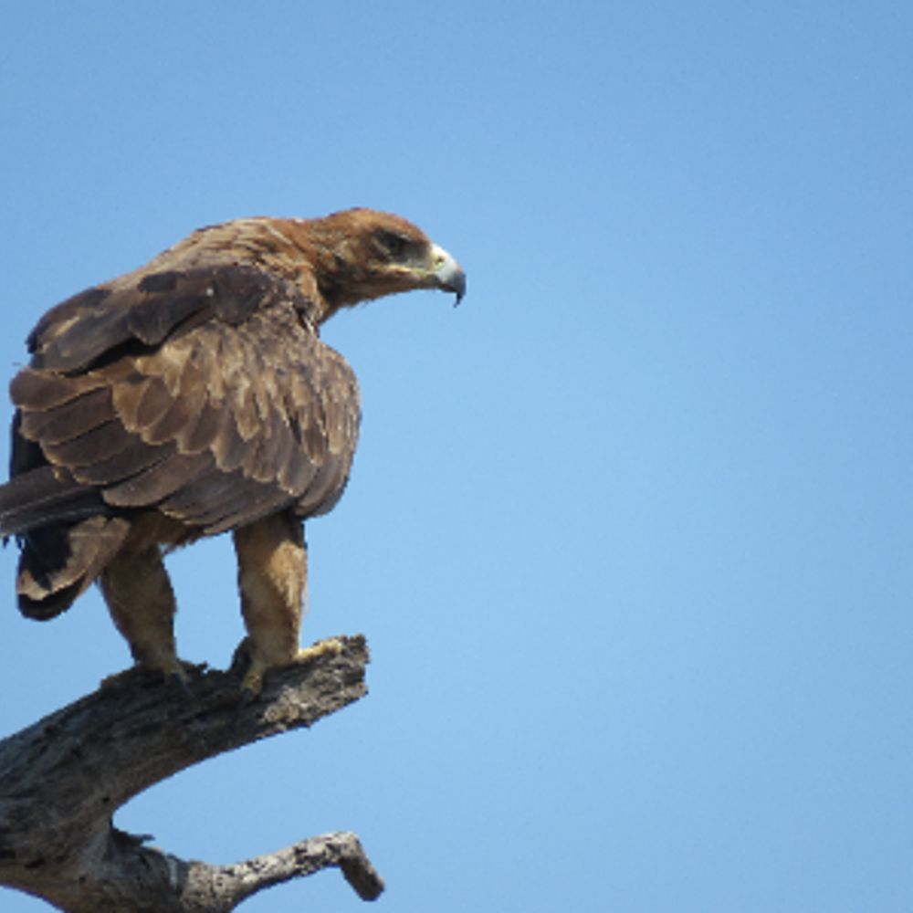 Raptor Research