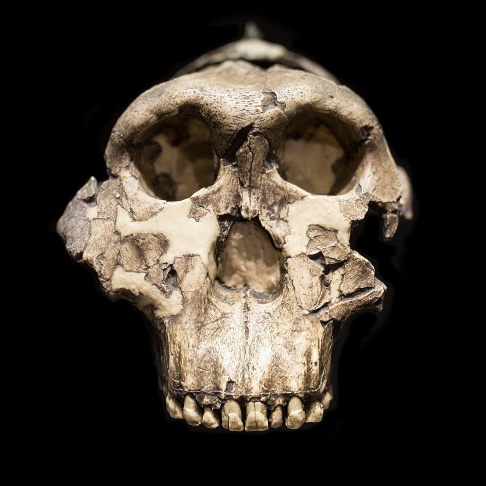 The Leakey Foundation