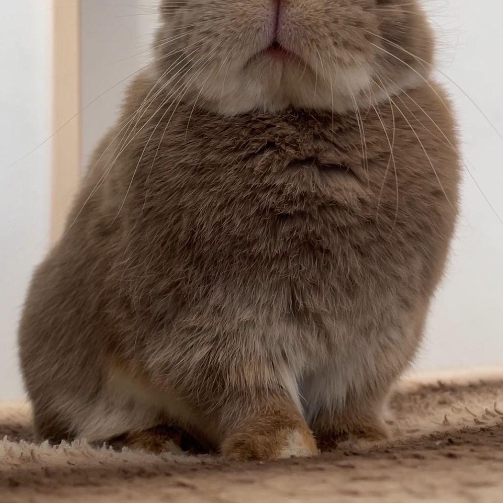 Lグリ🐰