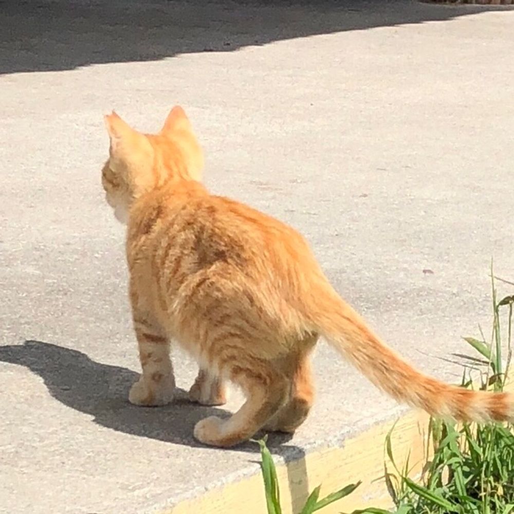 ぽぅ~にゃん