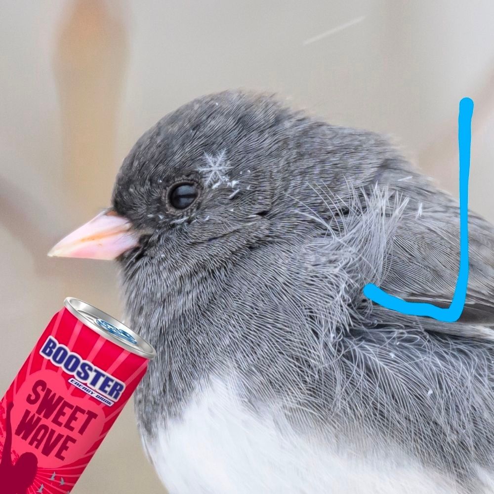 Krähende Krähe 💫