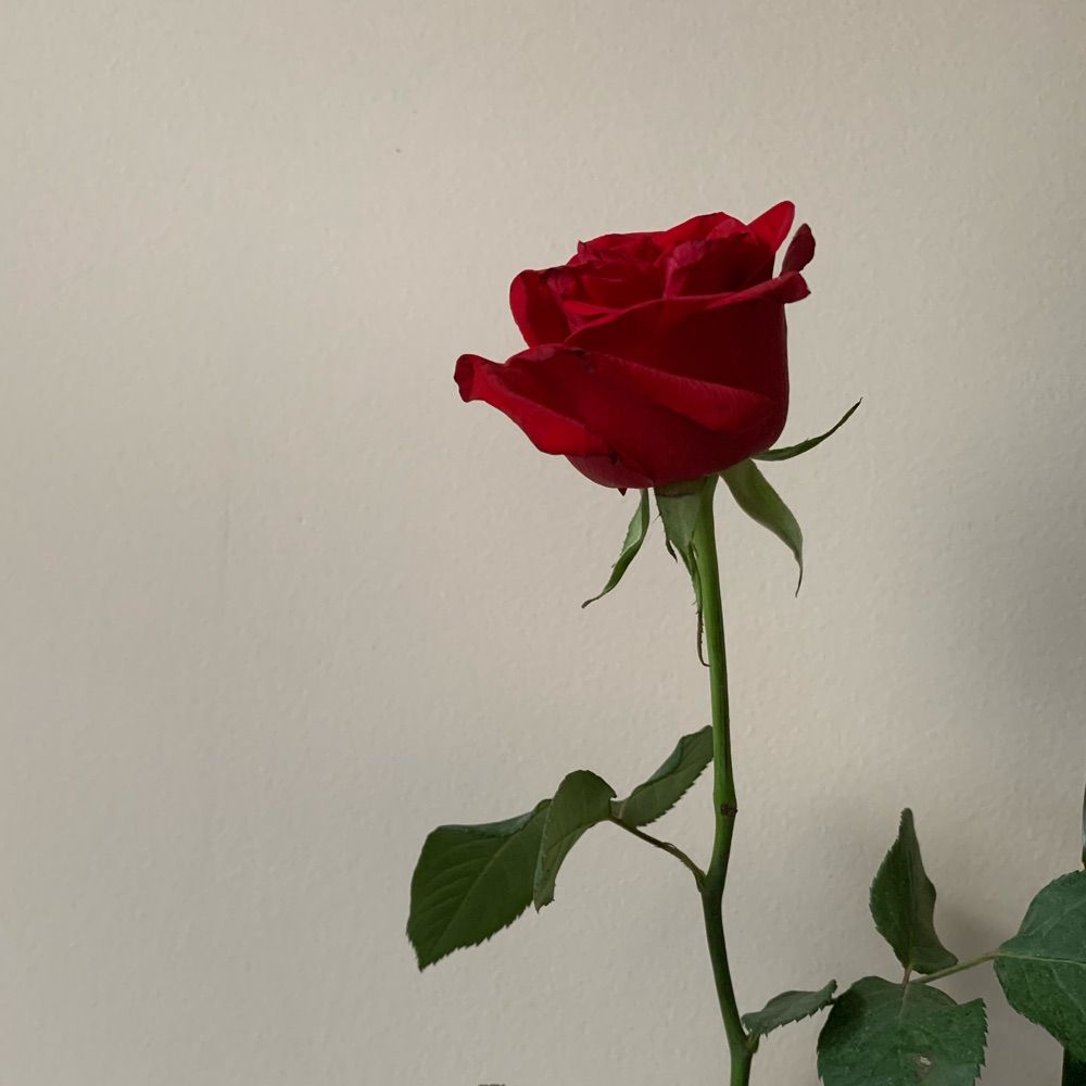 “- -“ 