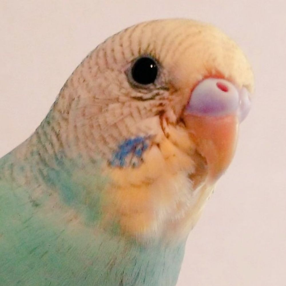 織杏