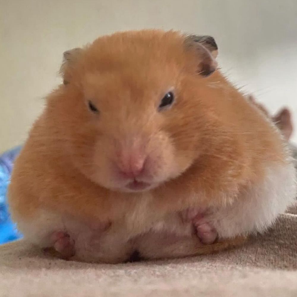 Grimbo 