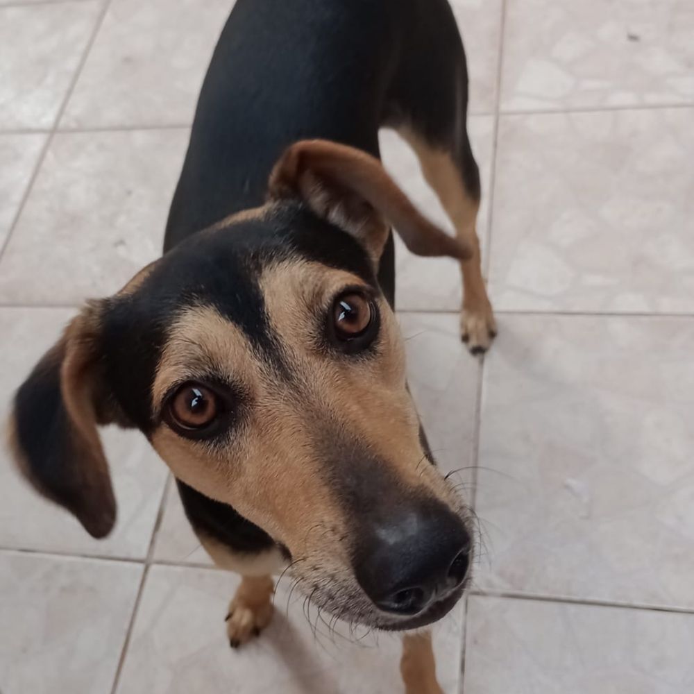 Rafael