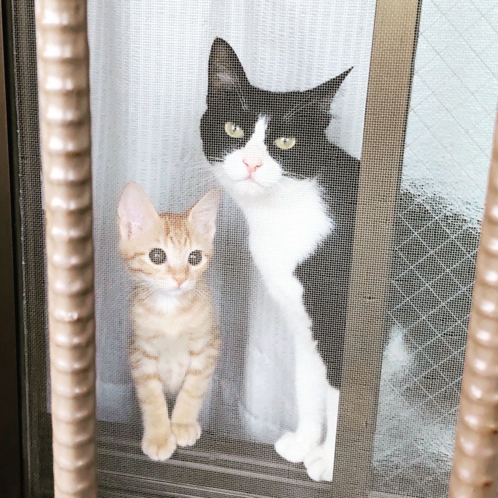テトモモ🐈‍⬛🐈