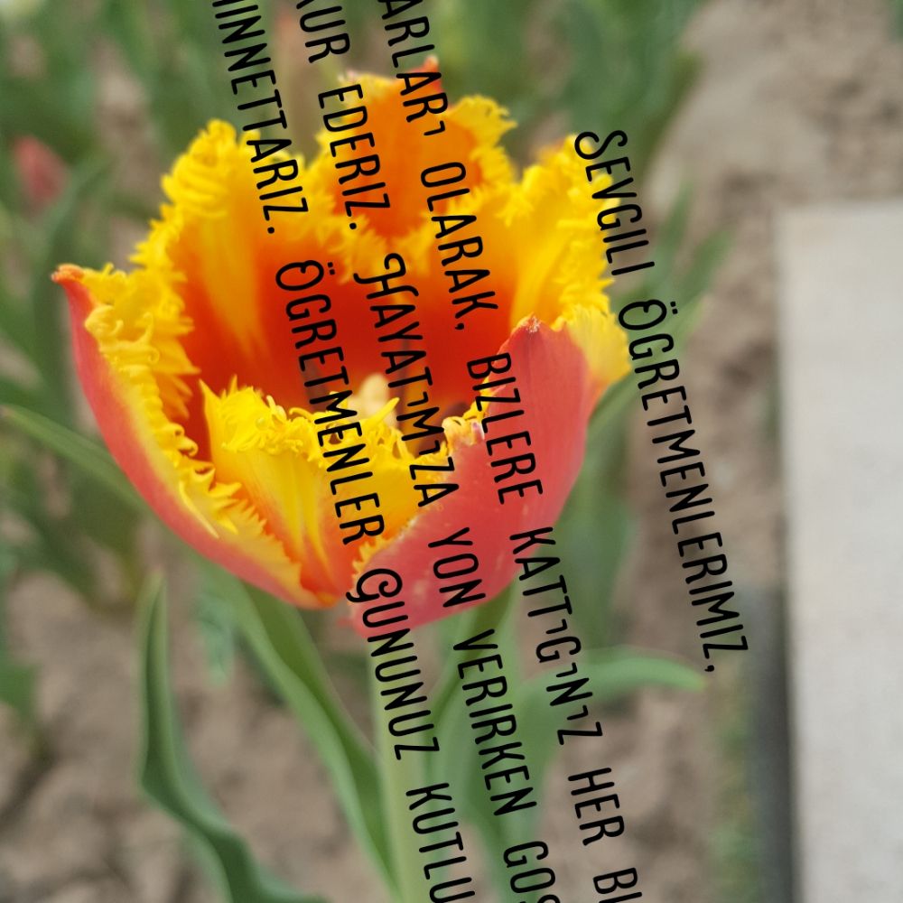 Ali Kemal