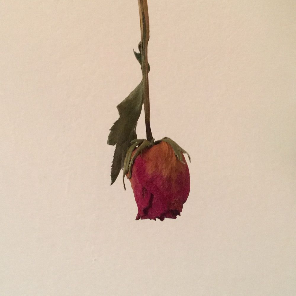Ambra