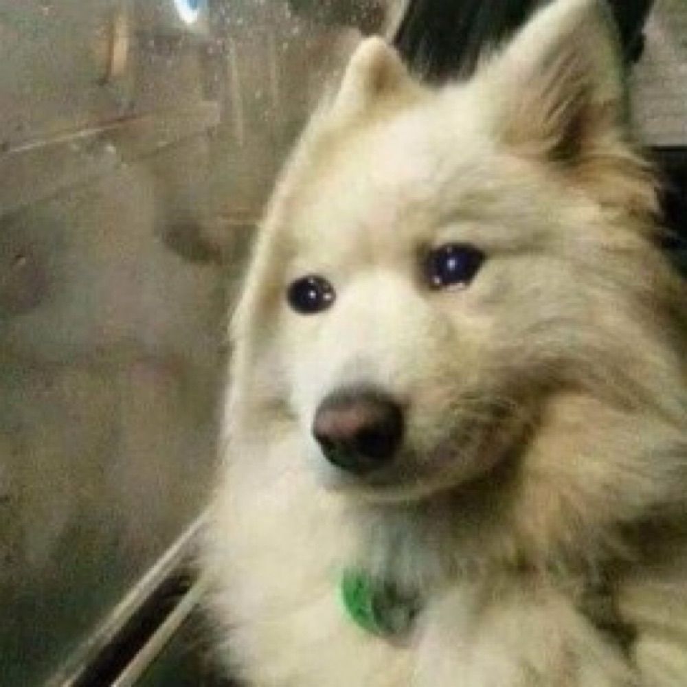 ㅇㅅㅇ