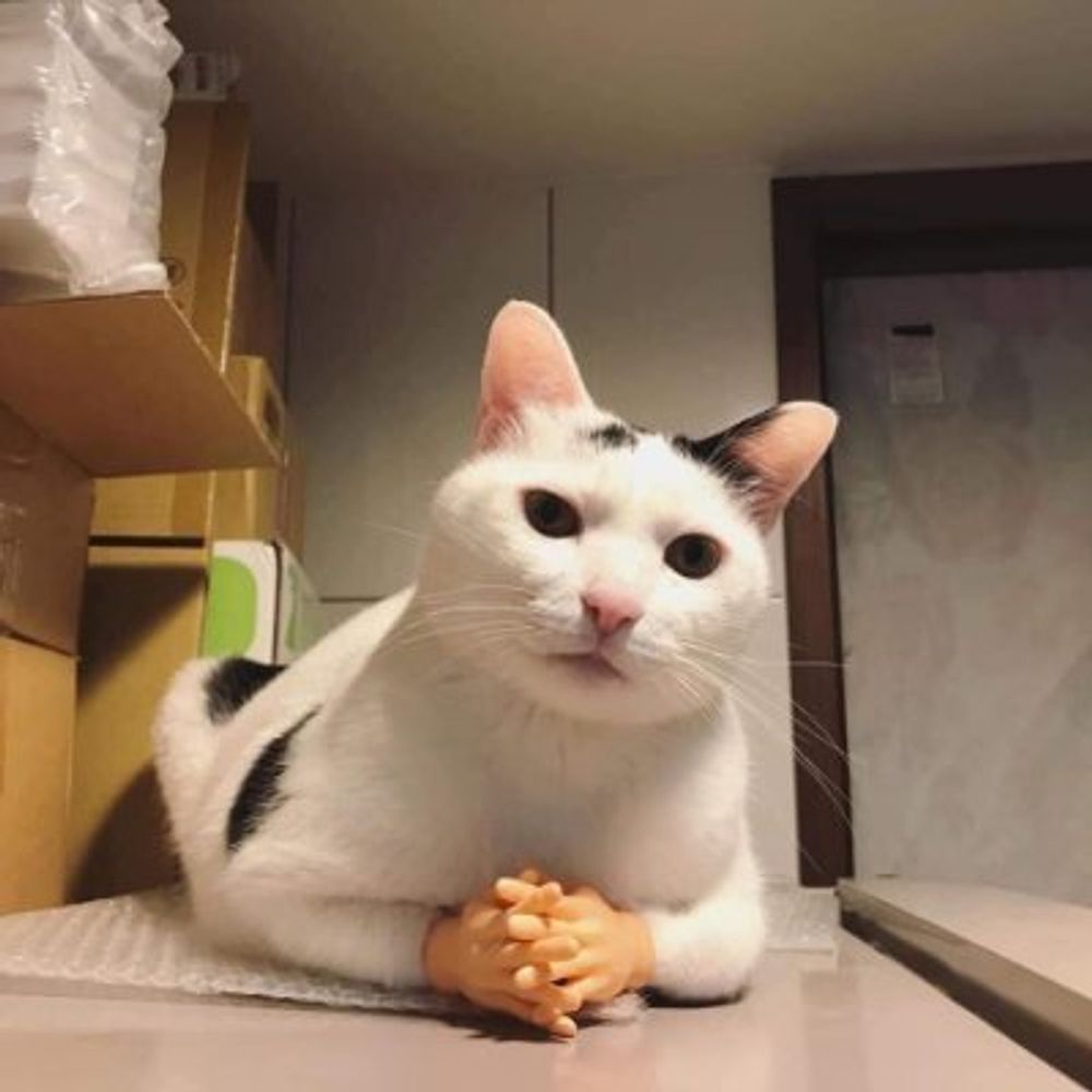 Catty - Feeling bit tired