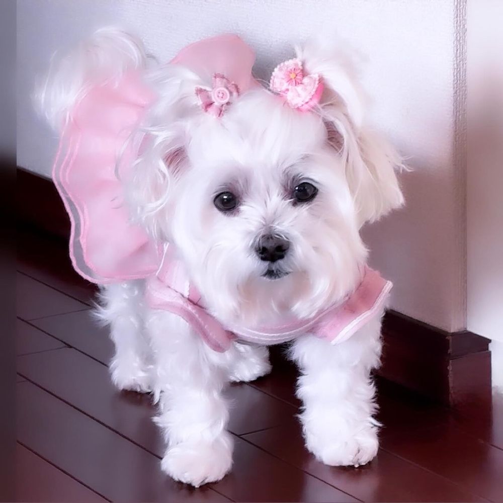 momoka0315.bsky.social