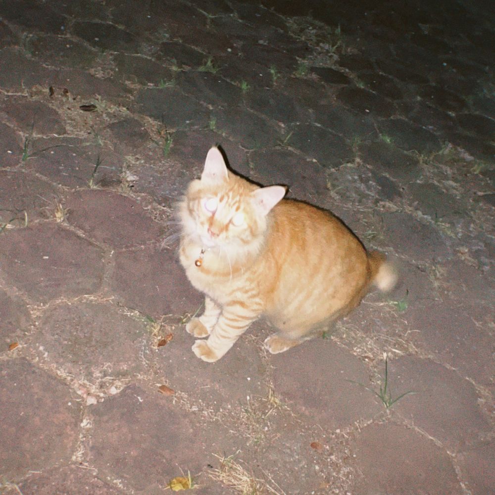 päw