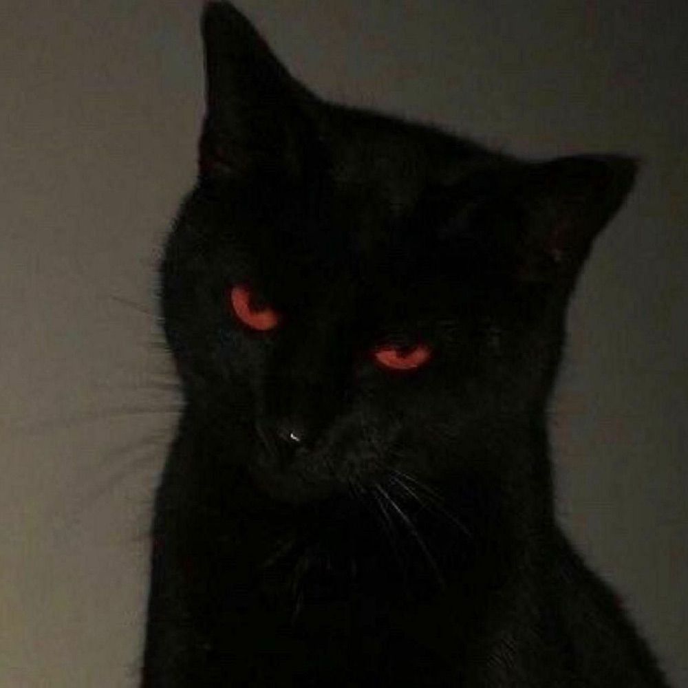 ⋆˚࿔ ❝𝐧𝐨𝐯𝐚❞ 𝜗𝜚˚⋆