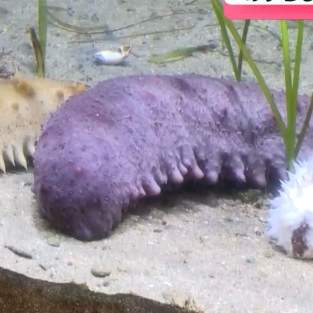 punipuni28.bsky.social