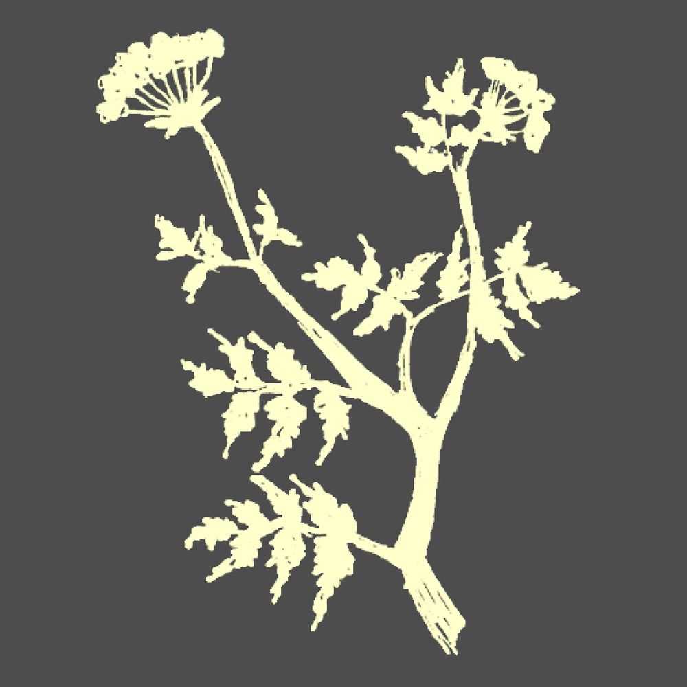 Hemlock for Socrates