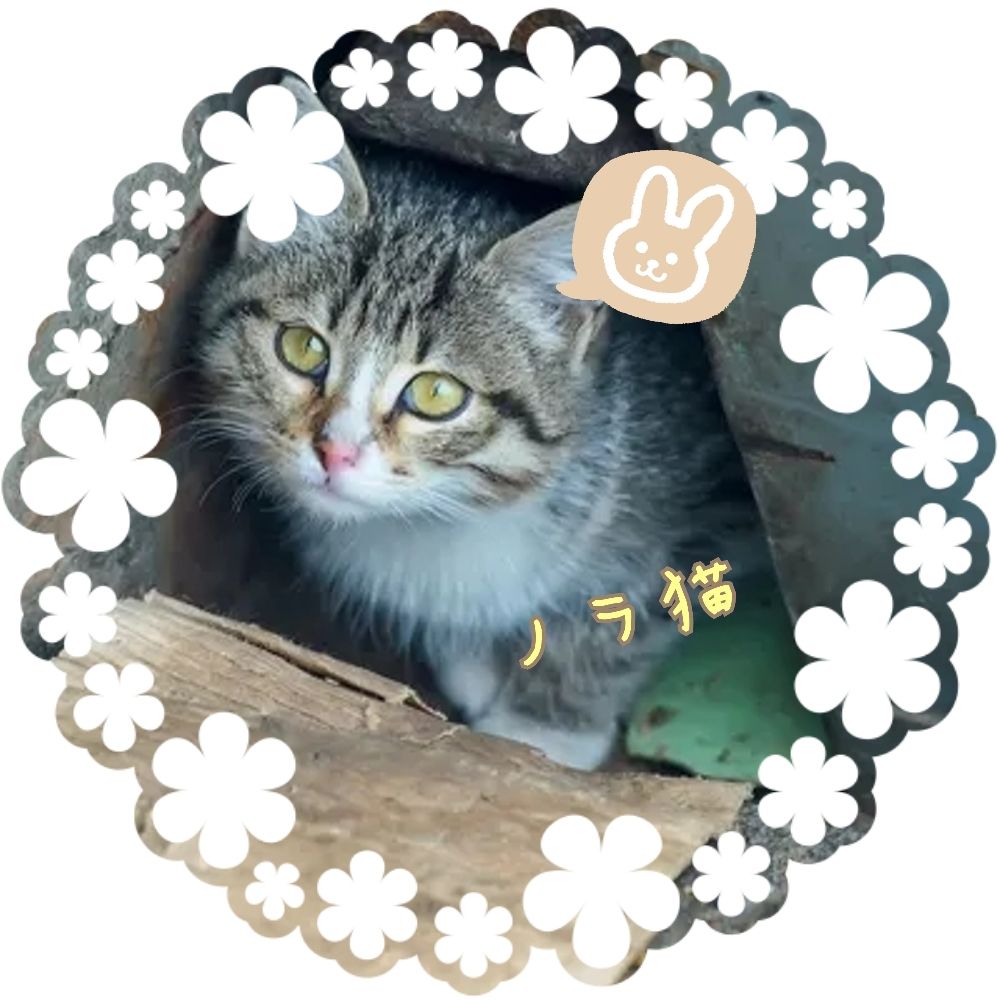 ノラ猫