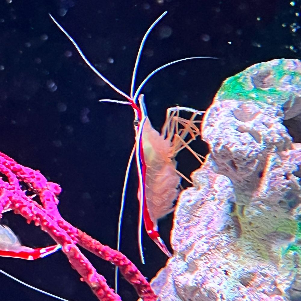 softshellshrimp