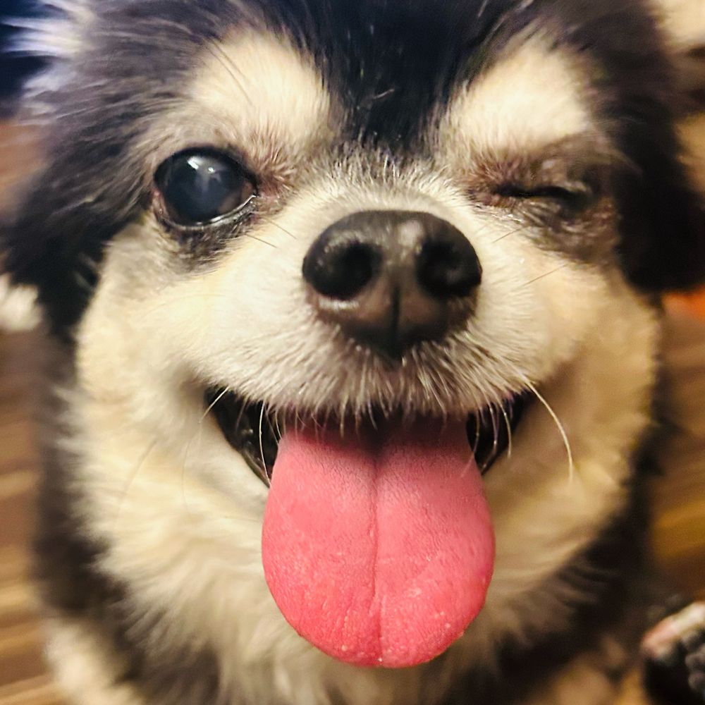 すかい（犬の名前）