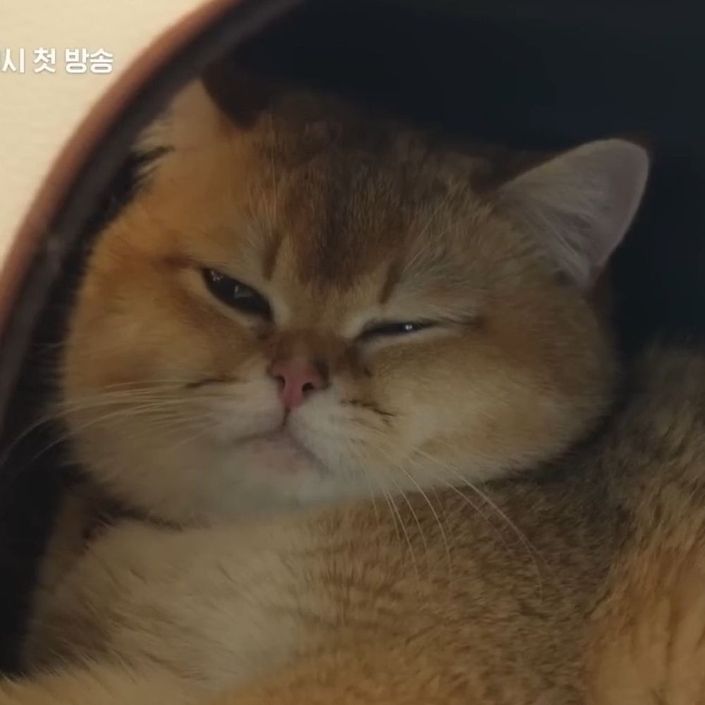 화석
