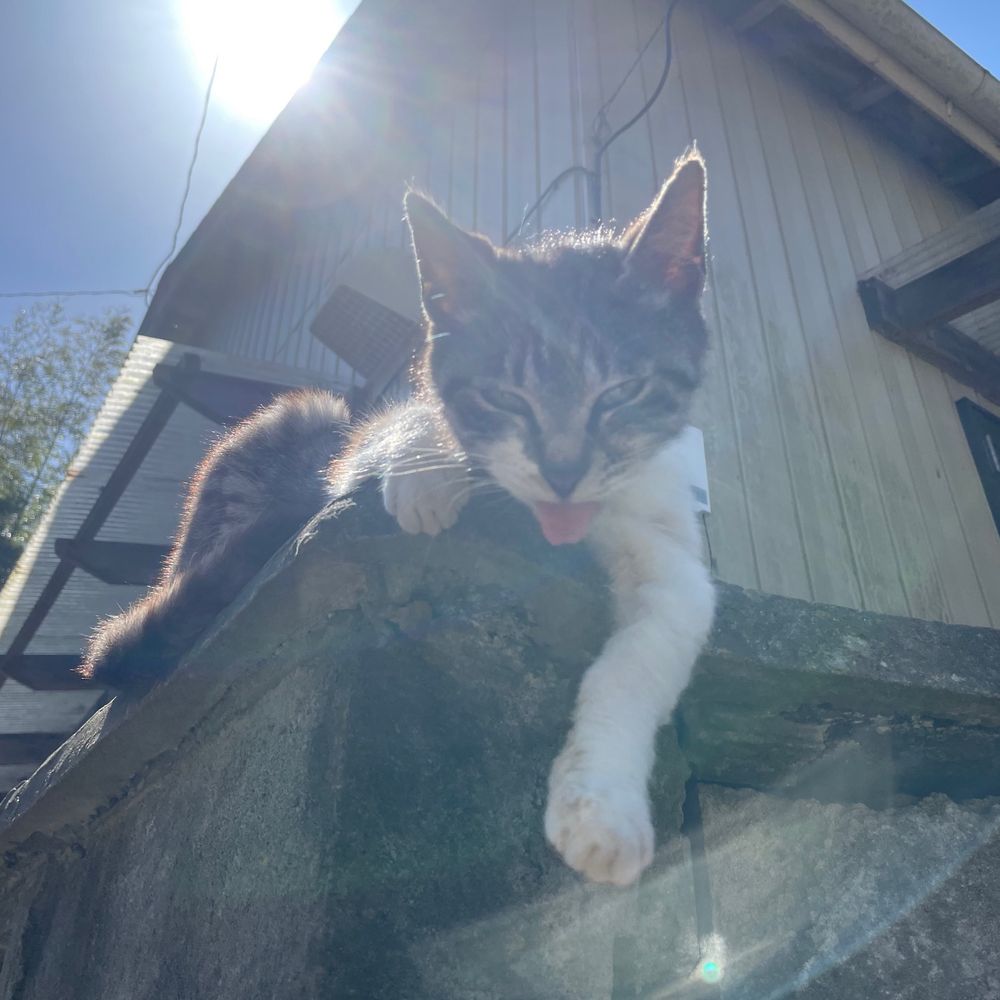 ねこはし