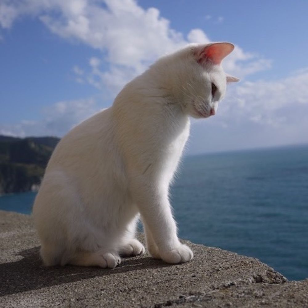 corniglia cat