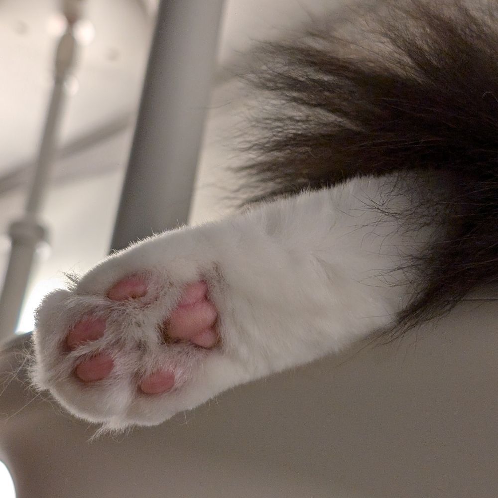 らくまゆ