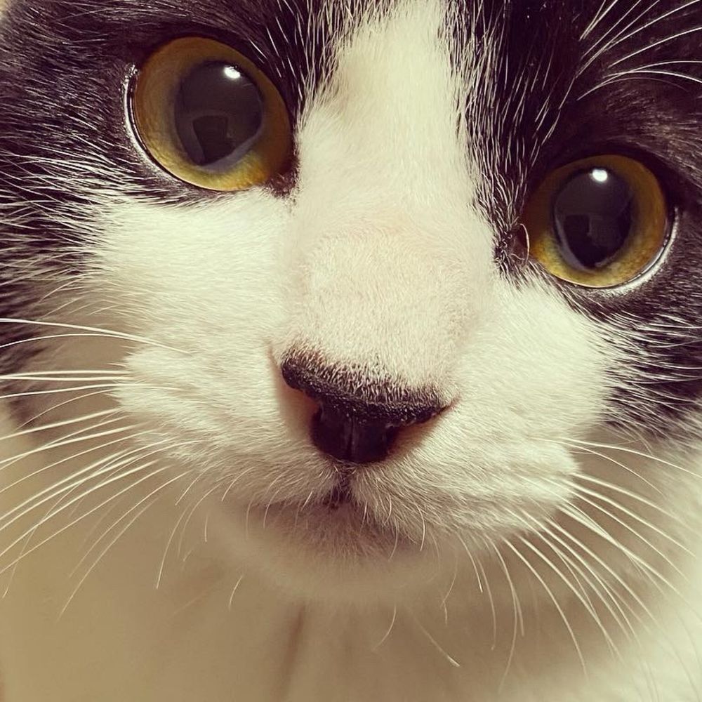 猫座♻️脚徒