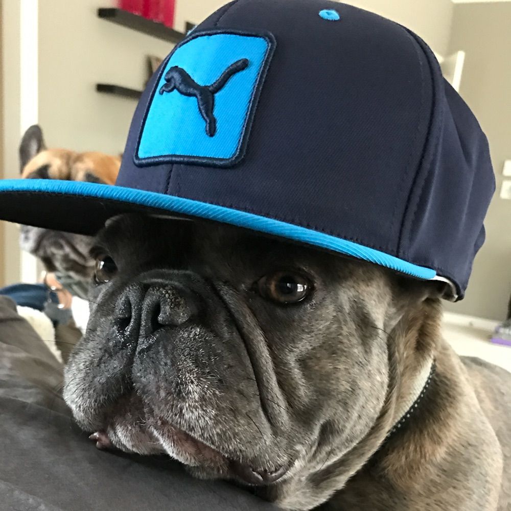 Gangster Frenchie