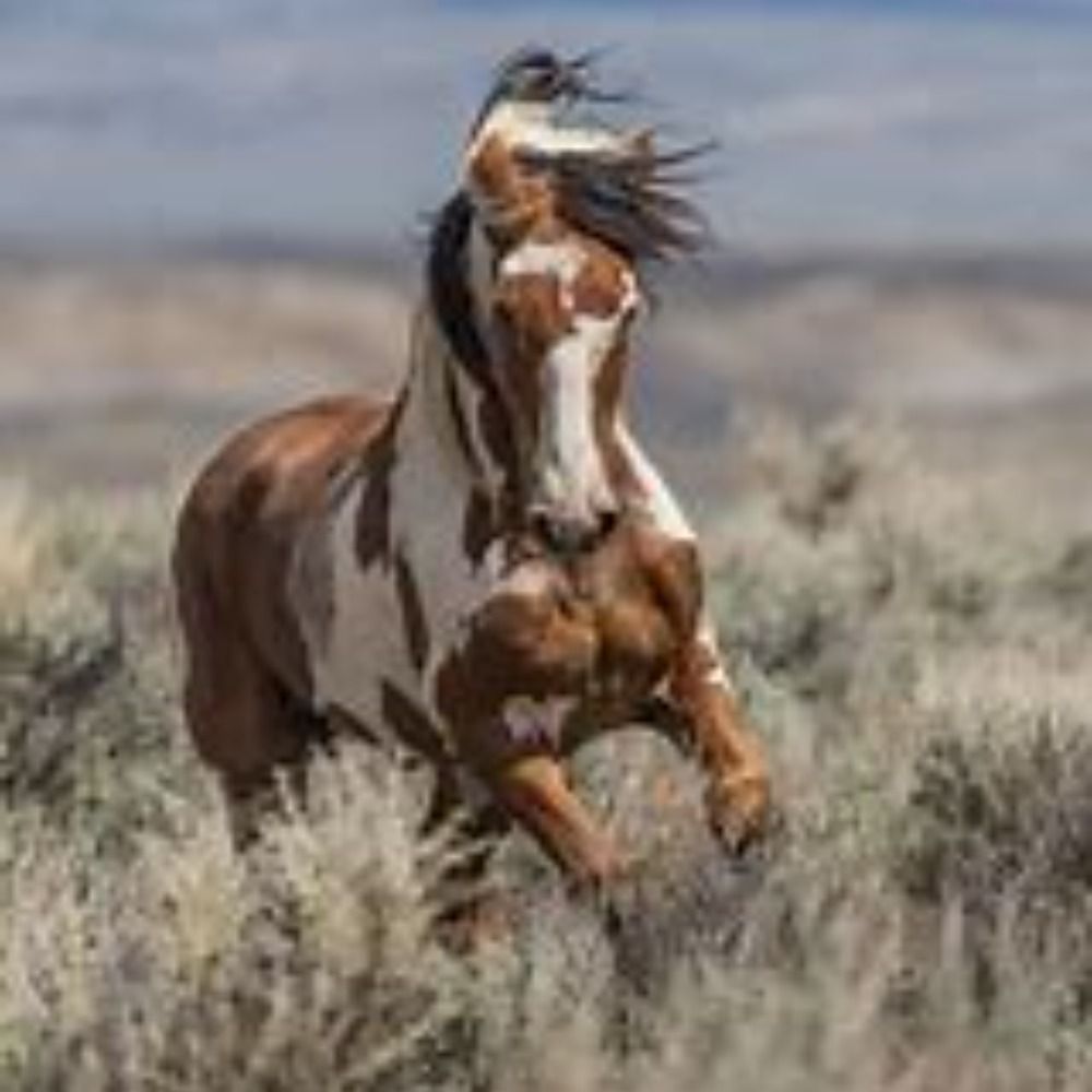 Mustang Sally 🕊️