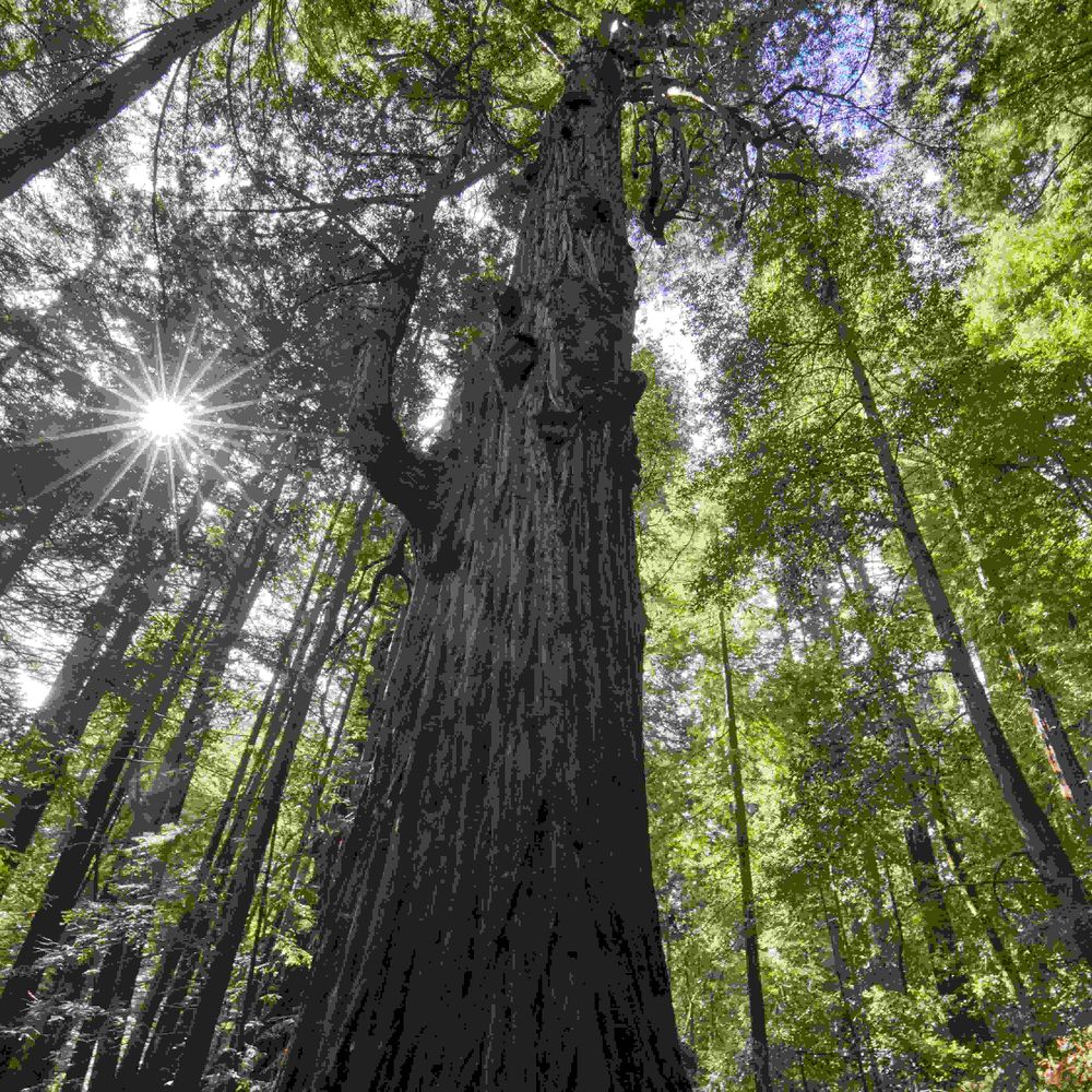 Coast Redwood 🌲