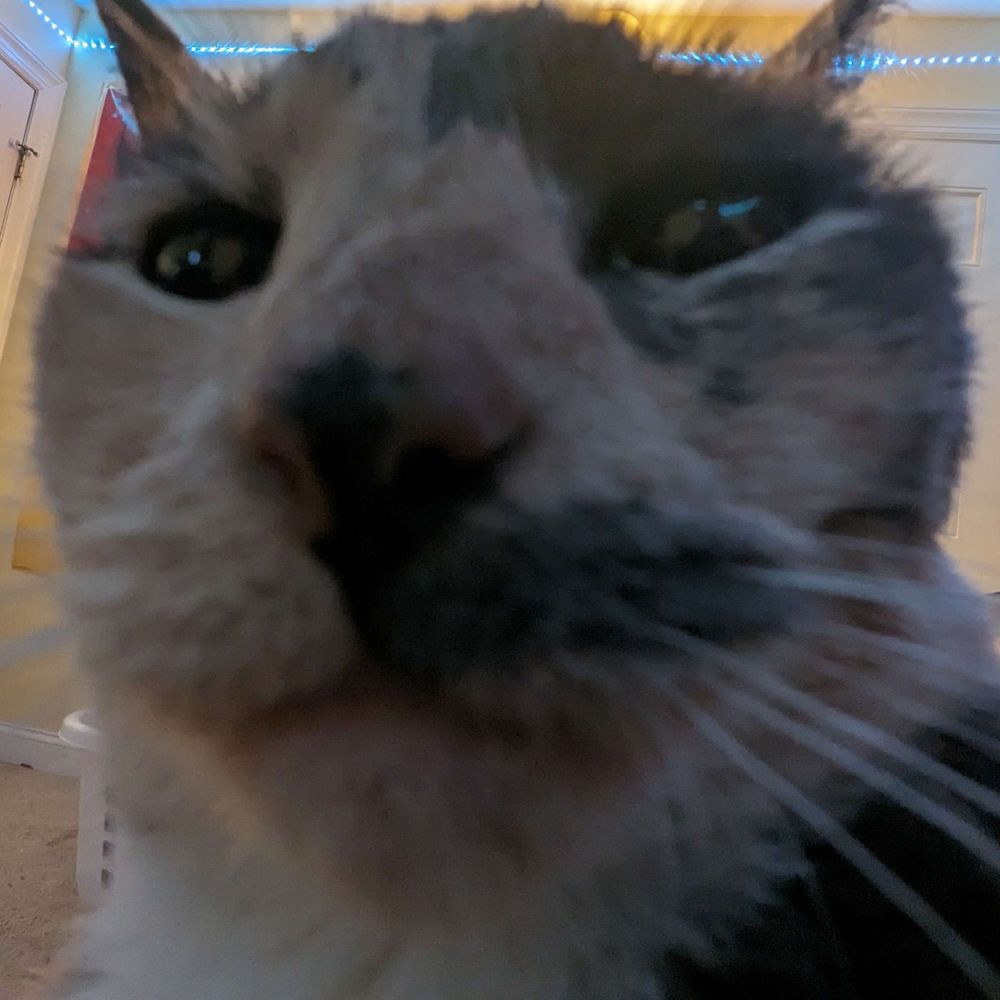 finn
