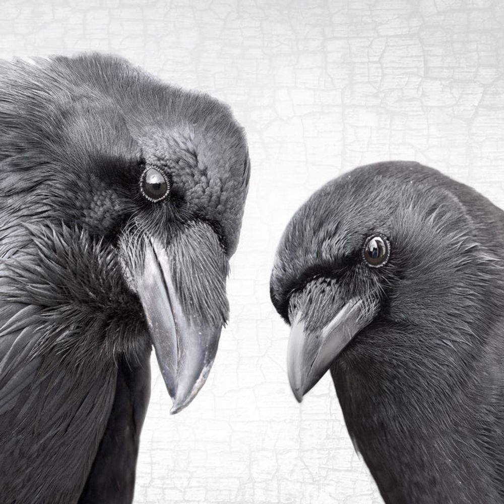 TheRavenAndTheCrow