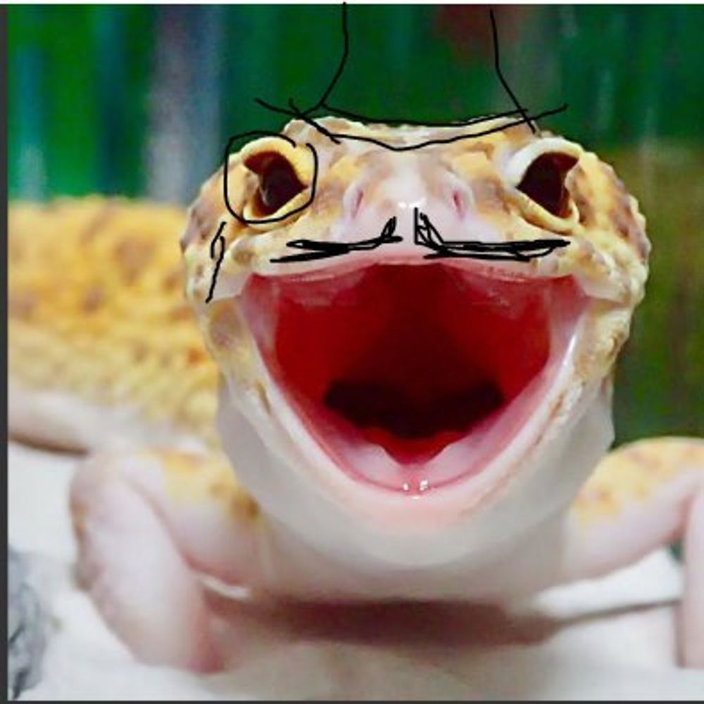 Gecko