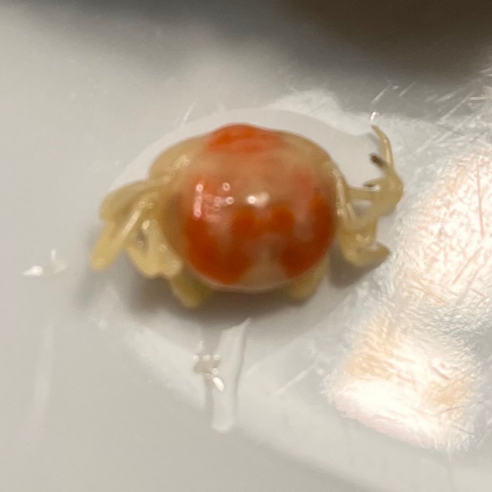 ピンノ