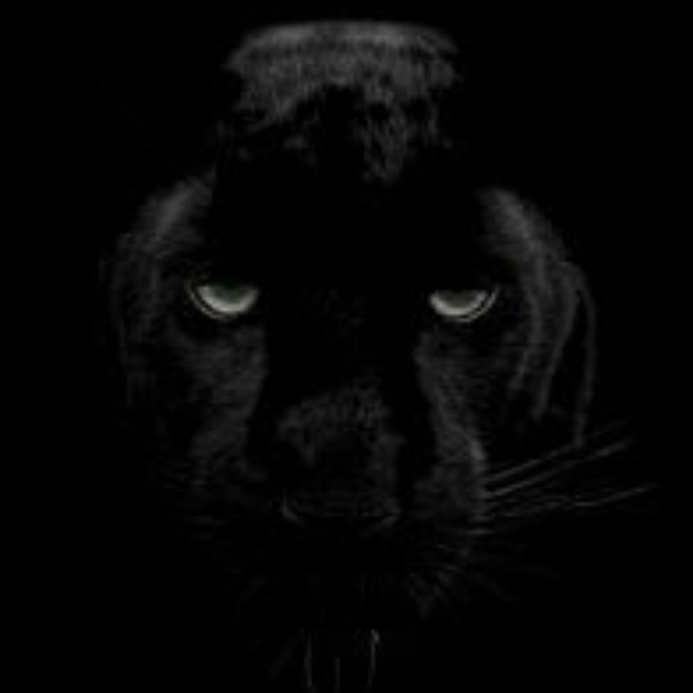 Predator