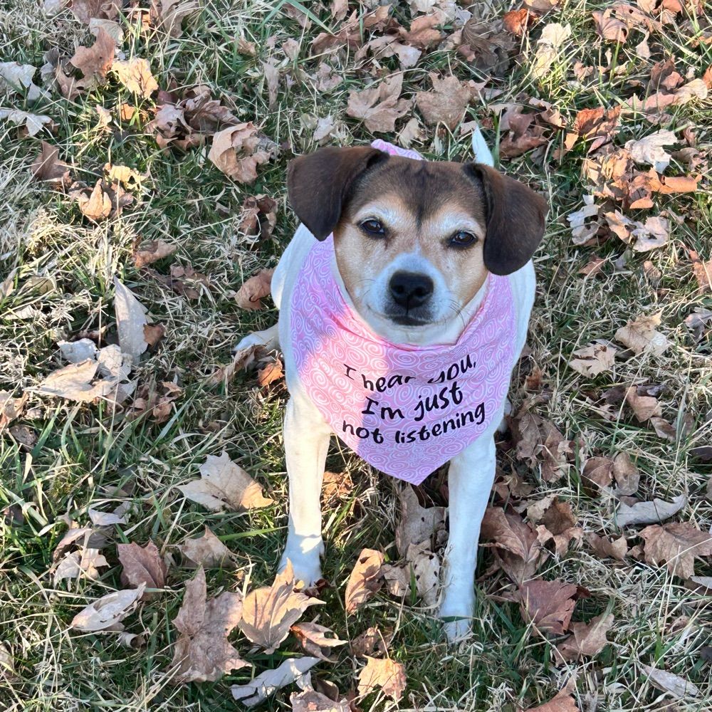 Woof it down dog treats