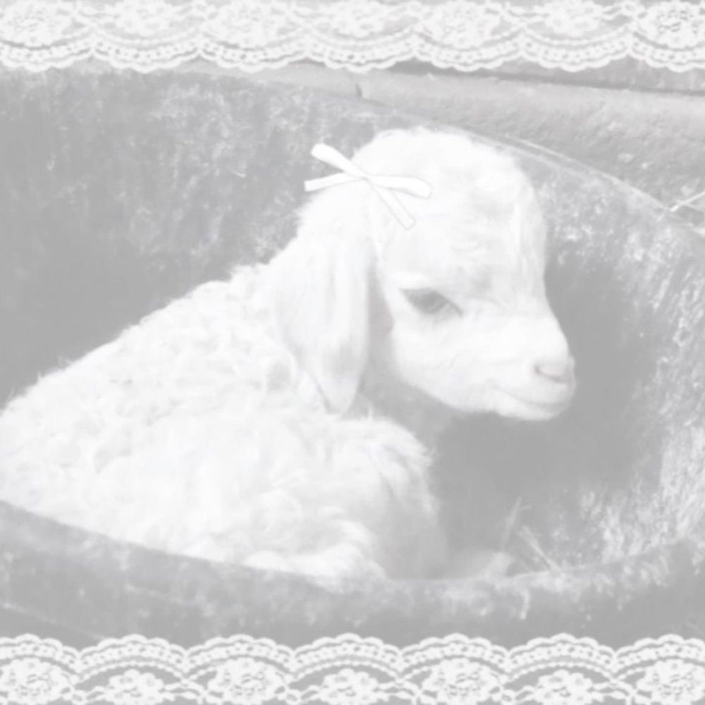 lil lamb 🐑