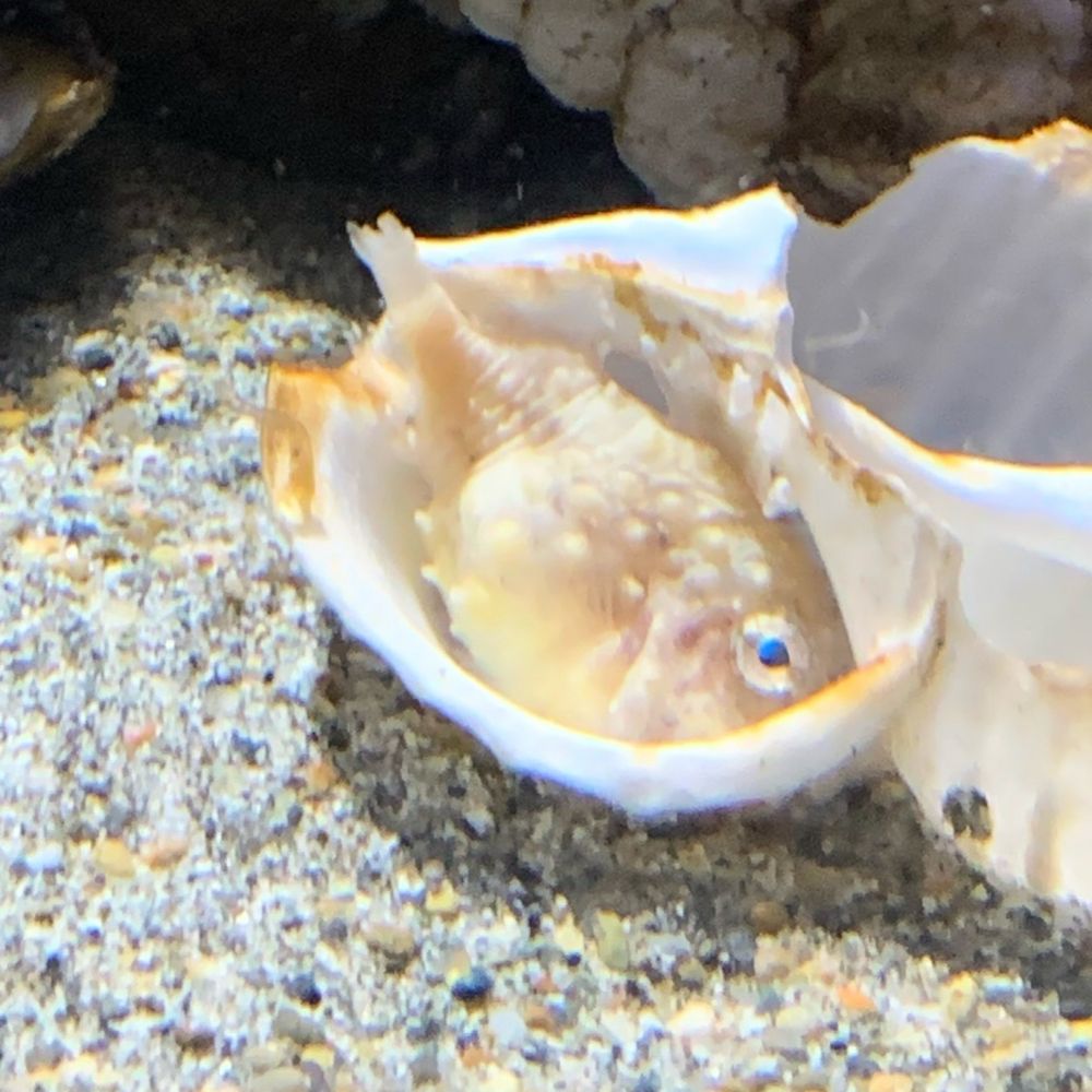 すだこや