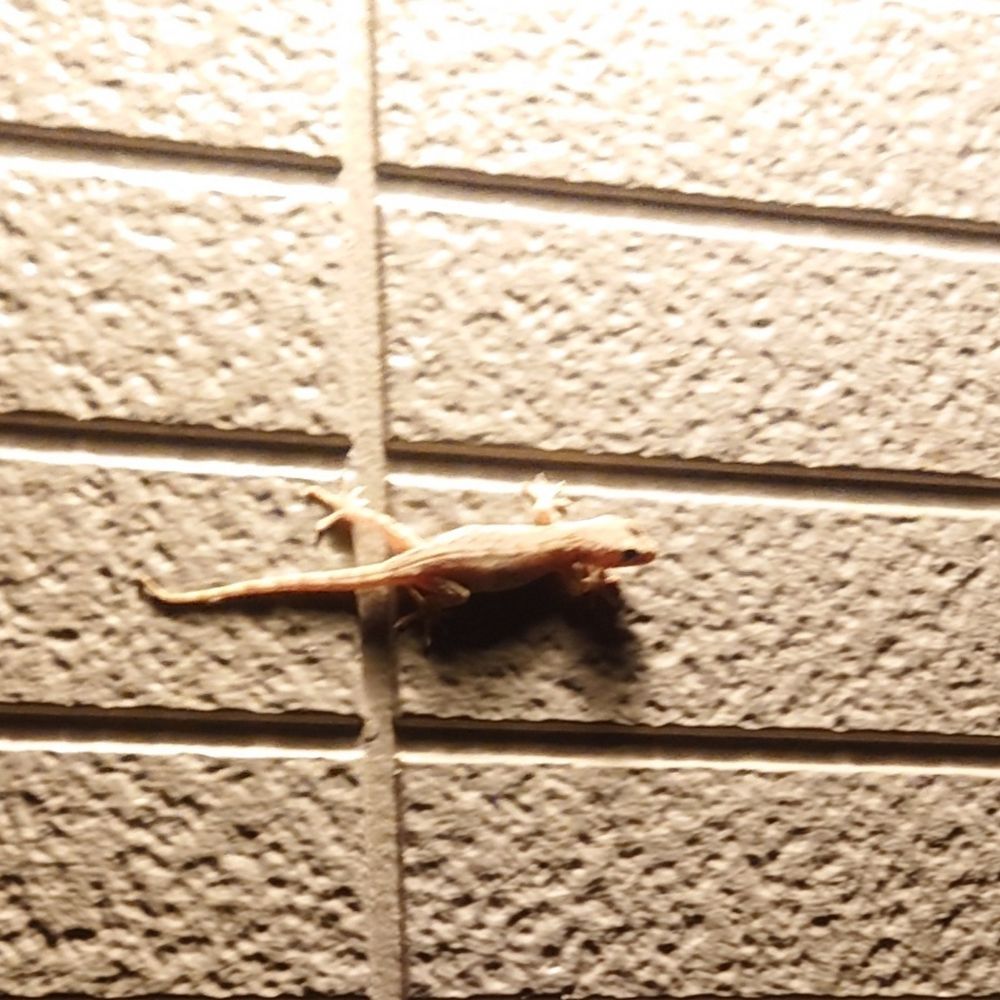 とかげのしっぽ