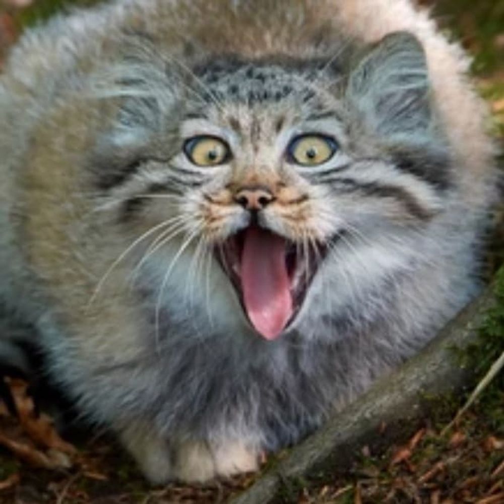 ElectroFonicKitty