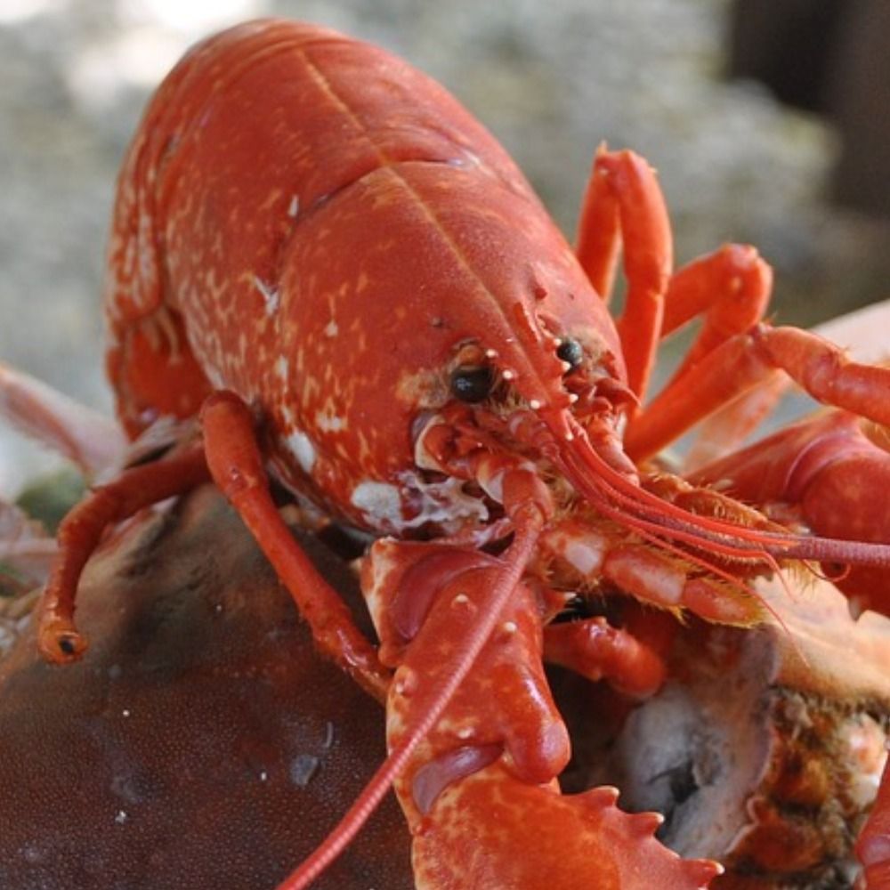 First Lobster