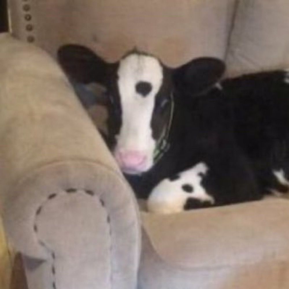 moo
