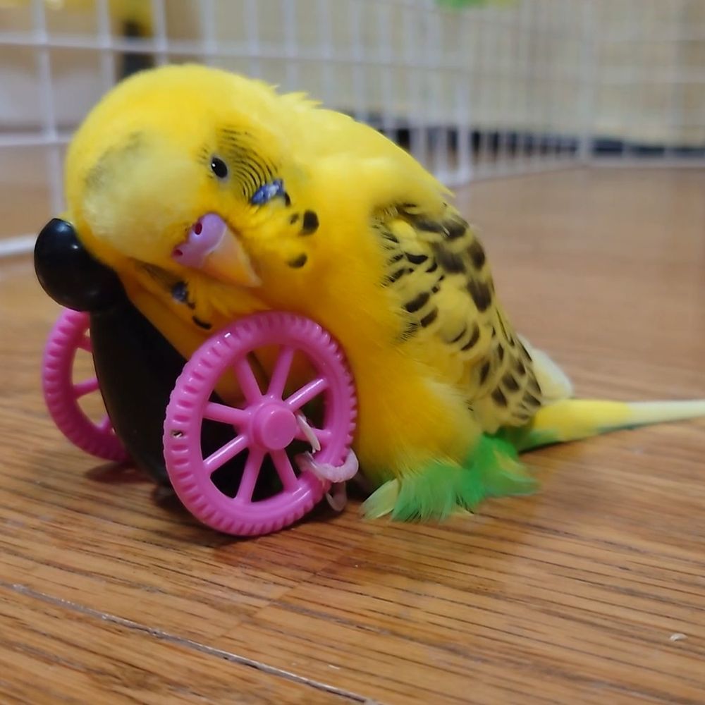 ニャンズとインコ様の下僕