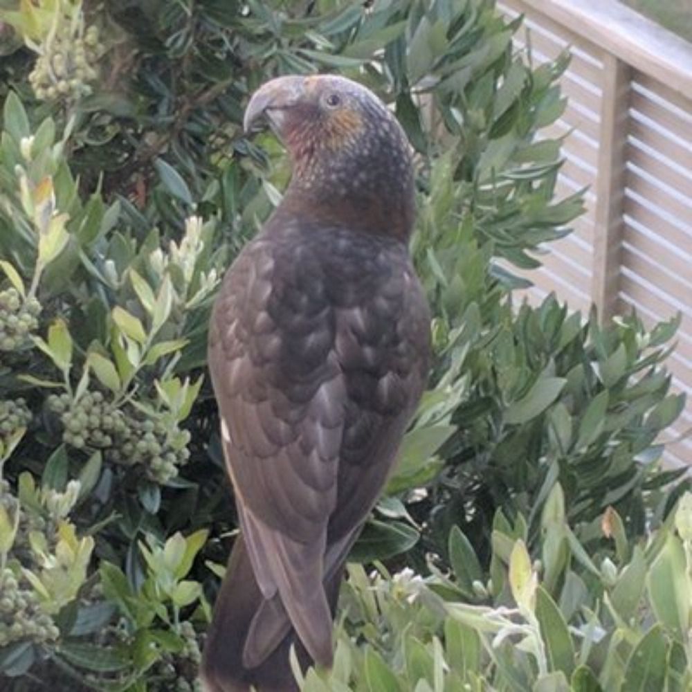 Kākācon