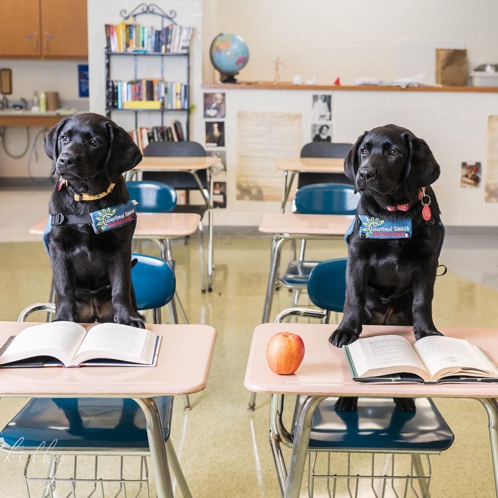 The Exceptional Sidekick Service Dogs