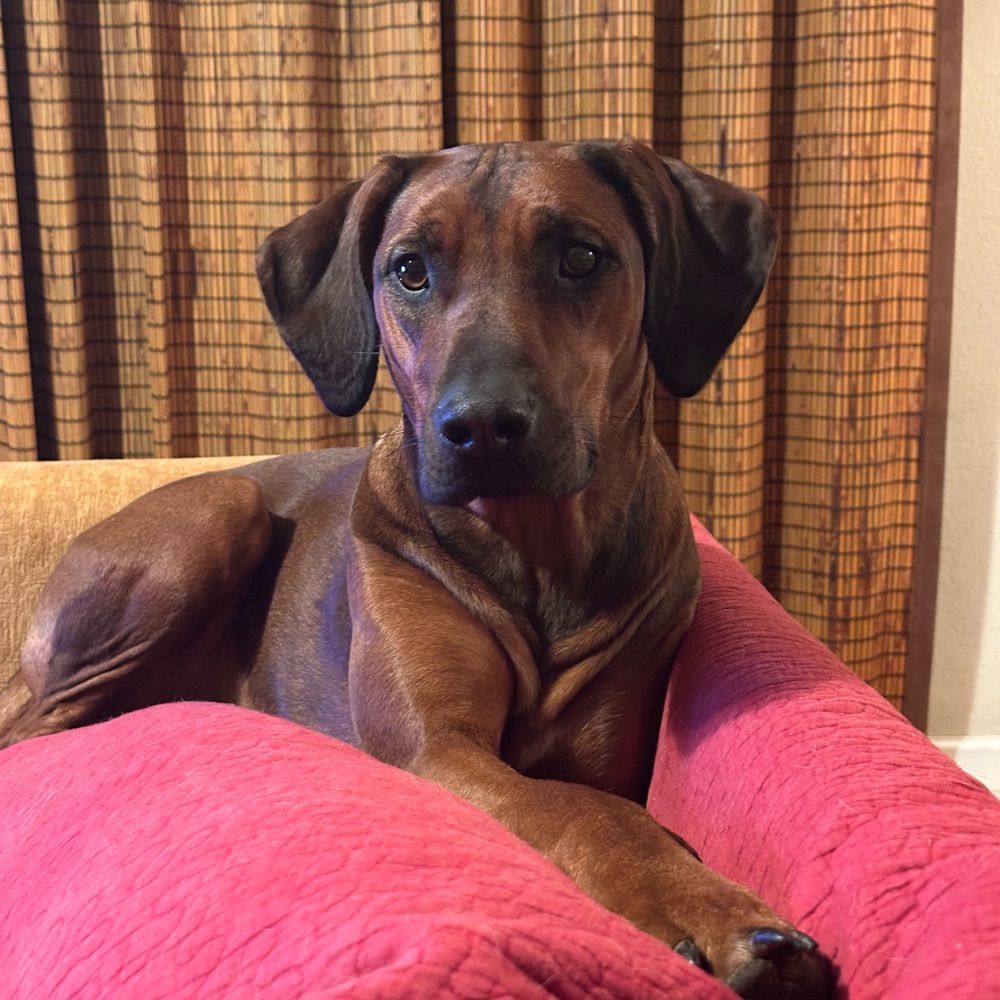 Ridgebacks in Need, California