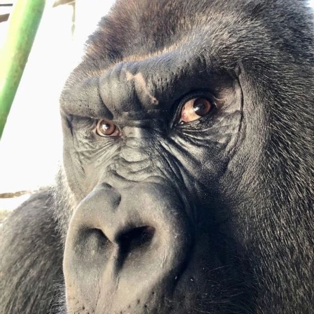Lzmonkey