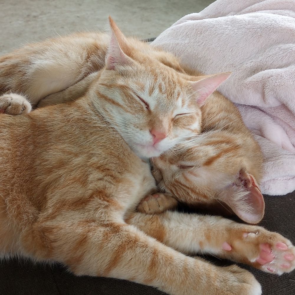 marsi-edgar